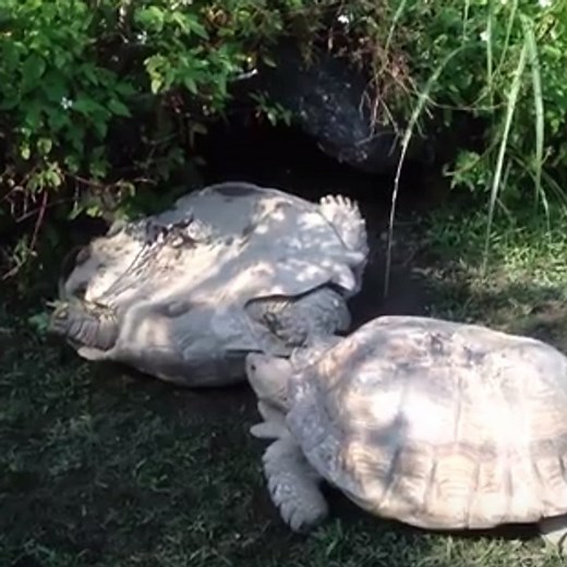 A turtle saves its friend stuck on its back