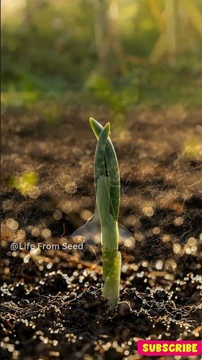 How Garlic Grows from Start to Finish #gardening #growyourownfood #shorts