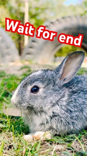 🥰Baby rabbit #rabbit #rabbits#babyrabbit #shorts #short #cuterabbit #beautifulnature#pets