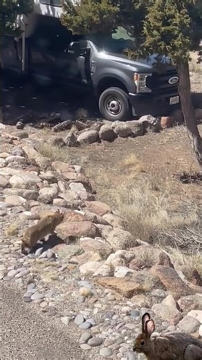 bobcat chasing rabbits🐇🐇