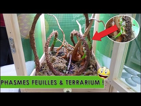 LEAF INSECT, TERRARIUM SETUP - EUBLEPHARIS