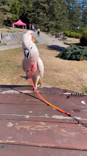 Barney the West Coast Cockatoo on Instagram: "It’s the Crazy Barney Song! Sing it Barney!!! #westcoastbarney #happy #excited #singing #crazy #loveable #funny #barney #barneythewestcoastcockatoo"