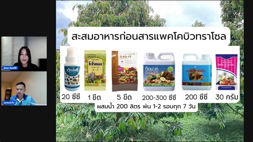 การทำดอกทุเรียนด้วยปุ๋ยกิฟฟารีน | ปุ๋ยกิฟฟารีน บริษัท กิฟฟารีน สกายไลน์ ยูนิตี้ จำกัด โดยนักวิชาการเกษตร