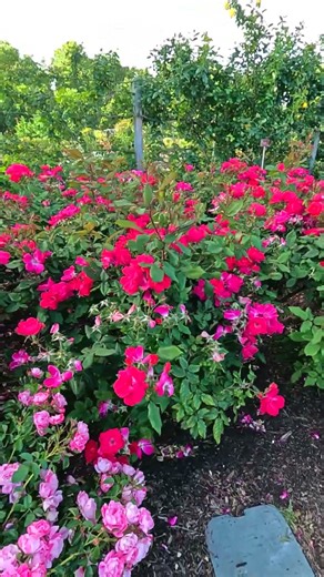 A romantic walk in a garden of blooming roses.