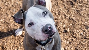 Adoption fees waived! Here's how you can adopt a pet today with the Humane Rescue Alliance