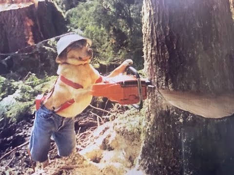The Life of Alaskan Logger