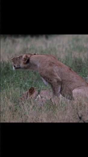 Lioness Roaring Sounds | Panthera leo Sounds