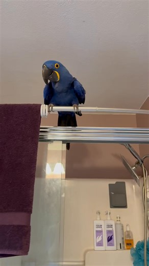 Accidentally found Coby’s favorite song of all time this morning by happenstance and now he’s throwing a hissy when it ends so this is just my life now. Jury is out on whether this is worse than Rachel Rickrolling me 18,392 times a week. | Birds and Beaks Rescue and Rehab