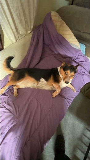 Cowboy Corgi - Pretty little cowboy #cowboycorgi #corgi