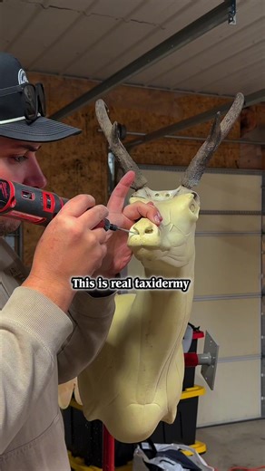 Behind the scenes of real taxidermy! #taxidermy #taxidermist #craftsmanship #fyp