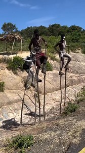 In the Omo Valley, the Hamar people leap across bulls and across time itself. Their ceremonies are not just rituals they are bridges, keeping heritage unbroken. Scarred skin tells stories of courage, ochre hair glows with memory, and every dance resists rupture. They walk on air, carrying culture forward, refusing the fractures of forgetting. A reminder: continuity is resistance, and tradition is a living flame. | TAKE STEP AFRICA