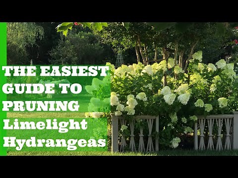 THE EASIEST GUIDE TO PRUNING LIMELIGHT HYDRANGEAS. Acorn Hill Limelight Hydrangea Pruning Guide.