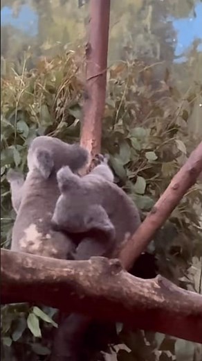 🐨 #koala #koalabears #magicalanimal #cuteanimals #animallovers #couple #funny #cute #fyp #memes
