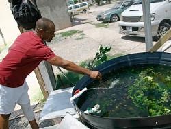 Agri ministry ensuring high-quality standards for ornamental fish trade