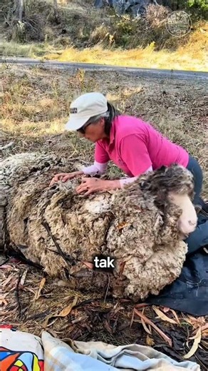 This sheep went missing for 5 years because it was afraid of being shorn