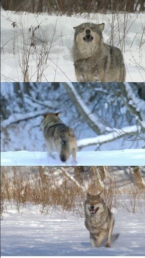 "Wolves in Snow | Epic Howling & Hunting 4K Nature Short