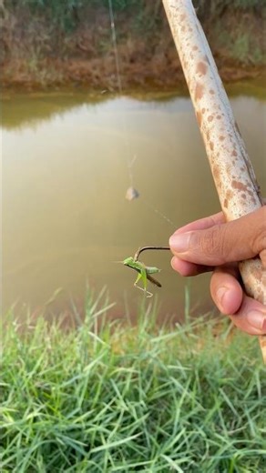 “തുള്ളൻ കൊണ്ട് ഒരു മീൻപിടുത്തം🎣🔥”! FISHING TIPS | CHOONDA FISHING |
