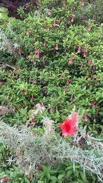 Stunning Countryside Nature Scenery #thepeacefulworldearth #thepeacefulearthshorts #shorts #short