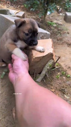 Go away and don't touch me! The milk is fierce, the milk is fierce, the little milk dog, the pastor
