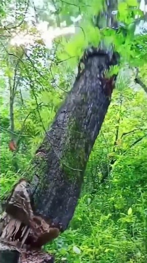 Watch This Massive Tree Fall Perfectly In The Deep Woods Today