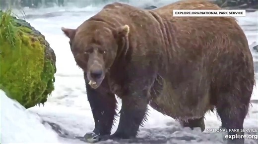 '32 Chunk' is 2025's 'Fat Bear Week' winner