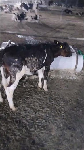 Prevention of Pneumonia in Calves 🐄