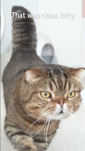 The Way to Get a Greedy Cat to Exercise