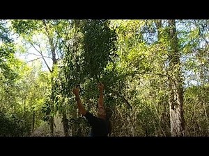 Smilax~~Blessing and Curse~~LIVING OFF THE LAND