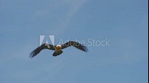 Bearded Vulture (Gypaetus_barbatus) Lammergeyer flying over the Pyrenees mountains in Spain