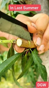 Follow Daniele Greenworld !!! Bud Apical Grafting technique example! #danielegreenworld #graftingplants #innestare | International Blog Cultivate and Grafting Fruit Trees by Daniele Greenworld