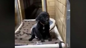 Aw! Dog's grins bringing smiles as viral hit