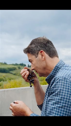 From our single-estate vineyard, we preserve Tuscany’s authentic varietals—Sangiovese, Canaiolo, Colorino, and Trebbiano—cultivated organically with the same respect for nature that has guided us for generations. • From Tuscany to your table. Shipped worldwide → casaceccatelli.com. • #CasaCeccatelli #OrganicTuscanWines #ChiantiWine #HeritageWinemaking