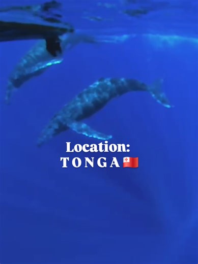 Twenty-Twenty Six Is The Year Of Dreams ✨️ No More Waiting 🔥 #kingdomoftonga🇹🇴 #euaisland🌴💗🙌 #humpbacks🐋