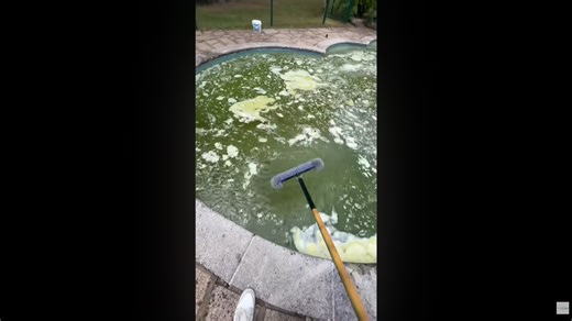 This green pool transformation was almost too far gone