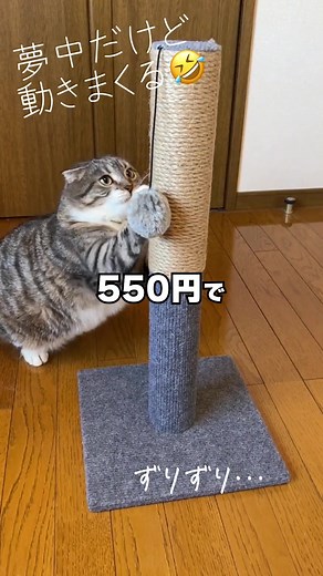 【おすすめ】ダイソーの神コスパ猫用品3選
