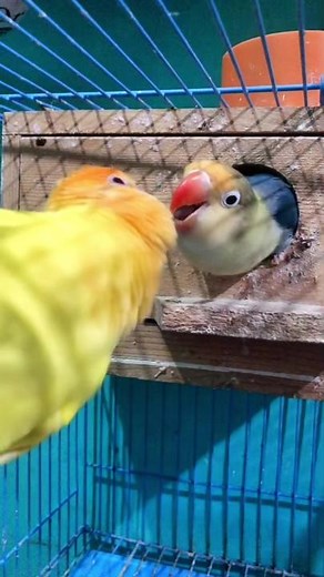 Naks! Kulitan ng Dalawang Albs1 at Albs2 sa Laro ni Mango