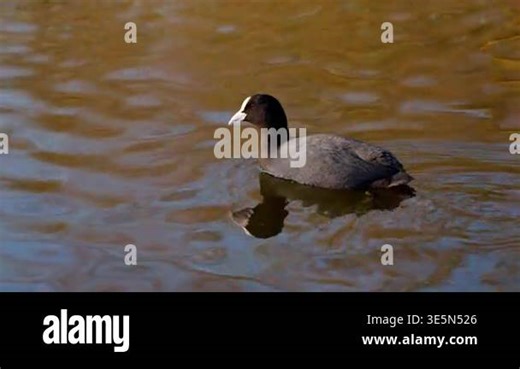 Eurasian coot swimming in calm natural water. Common coot moving across peaceful water surface. High quality 4k footage Stock Video Footage - Alamy
