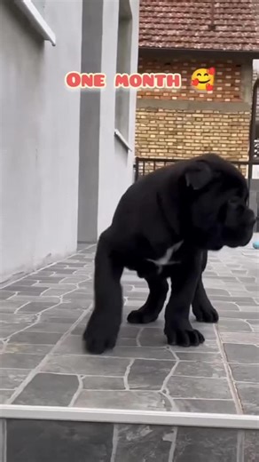 Cane Corso on Instagram: "They grow so fast 😍 • • • Credits @canecorso.hugo ❤️Shop now corsoplanet.com (link in bio) and get the coolest Corso merch 😍 Use code ‼️ “WELCOME10” ‼️ to get 10% off your first purchase 🥰 #canecorsopuppy #canecorsofans #canecorso #canecorsomastiff #canecorsolover #puppy #dogsofinstagram #doggo #canecorsolife #populardogs #doggo #cute #beautiful"