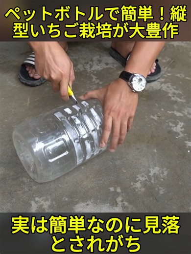 エコ家庭菜園｜ペットボトルを使った縦型いちご栽培で大豊作！(2/3) #DIY #簡単DIY #家でできる #ペットボトル再利用 #ライフハック #ガーデニング #暮らしのアイデア #fyp