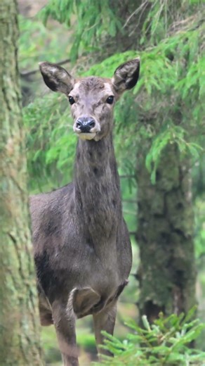 Red deer #reddeer #krondyr #natur