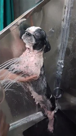 Skin Infection Wale Shih Tzu Ka Full Grooming Transformation 😍 #shorts