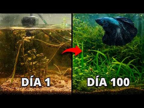 I turned an abandoned aquarium into an aquatic paradise for my betta.