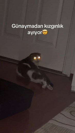 Kedi Kızgınlık Dönemi ve Sakinleştirme İpuçları