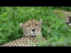 The cheetah (Acinonyx jubatus) / Serengeti ,Tanzania