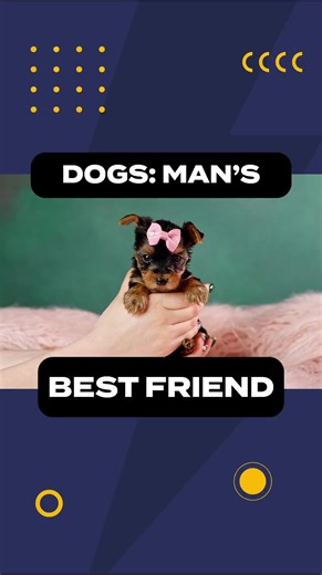 🐕 Did you know that dogs have 78 chromosomes? What can man's best friend teach us about adaptive engineering and genetics? #DidYouKnow #dogs #dogfacts #genetics #zoology #biology #ICRdiscovery | Institute for Creation Research (ICR)