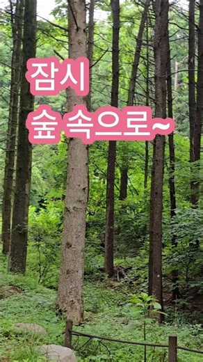 잠시 숲 속으로 #볼거리알리미 #새소리 #토함산