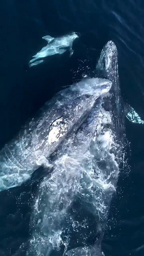 A gray whale “cuddle puddle" and some risso's dolphins enjoying the show in Santa Barbara! 🎥: Adam Ernster Photography Gray whales are known to engage in complex courtship and mating behaviors, often involving 3 or more whales of different sexes. Typically these gray whales are seen mating and calving in the lagoons of Baja California, but sometimes they've been spotted doing both along their migration! | Ocean Conservation Research - OCR