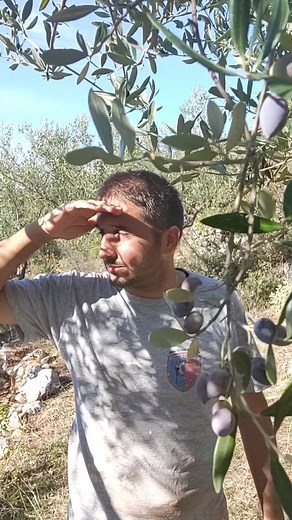 Μια μέρα στις ελιές! #ελιες #μανη #καστανεαμεσσηνιας #χωραφι #φυση #λιομαζωμα #ελια #καλαματα #λαδι #λαδακι