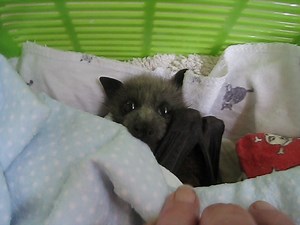 Australian volunteer bat carers raise thousands of orphaned flying-foxes each year before returning them to the wild. All flying-fox populations are in rapid decline and if not for volunteers, many more bats would die slow and painful deaths on barbed wire fences, in large aperture anti bird netting, from both legal and illegal shooting, dog and predator attacks, car hits and electrocution on overhead power lines. Governments aren't listening, policy isn't changing and if nothing is done in the 