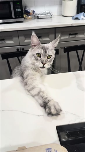 When your Maine Coon talks back #mainecoon #catsoftiktok | mainecoon cat